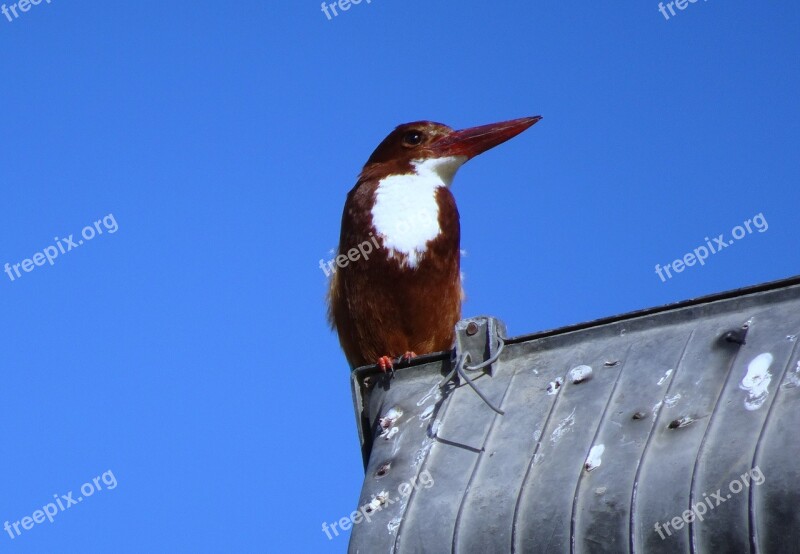 Kingfisher Bird White-throated Wildlife Nature