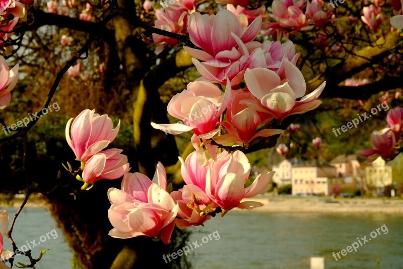 Magnolia Magnolia Tree Spring Pink Bloom