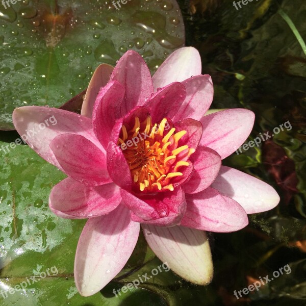 Water Lily Pink Aquatic Plant Nympheacea Nature