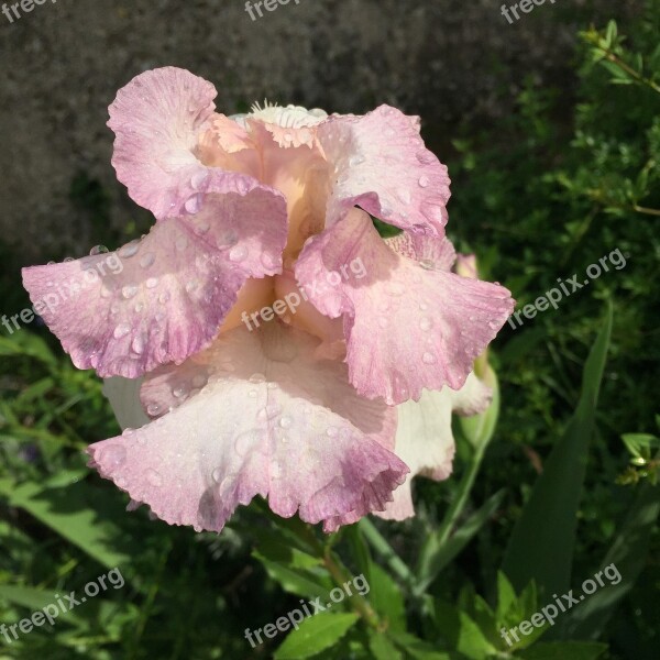 Iris Flower Pink Garden Spring