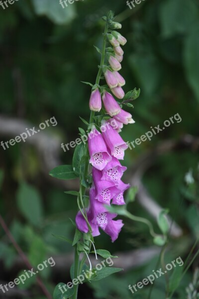 Foxglove Garden Summer Free Photos