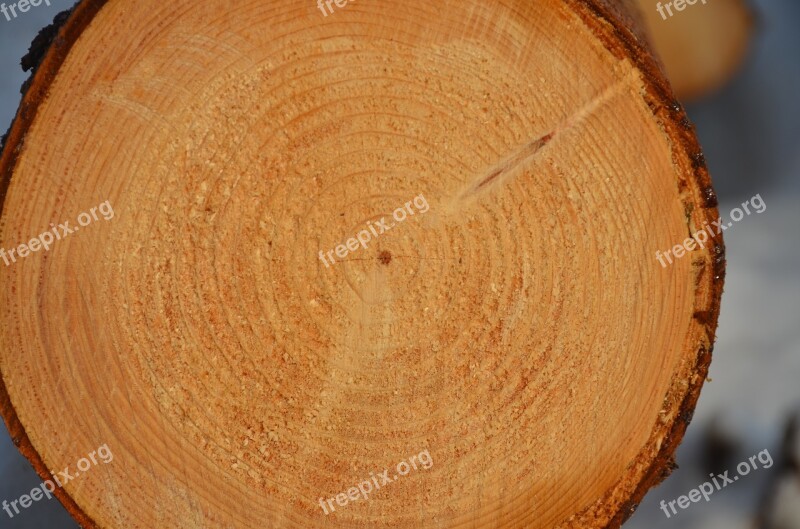 Tree Annual Rings Time Free Photos