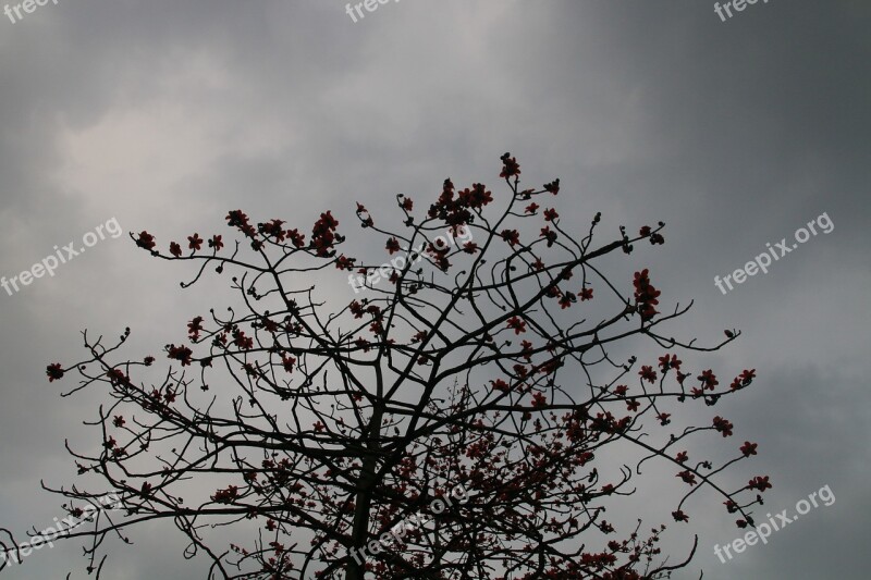 Kapok Cloudy Day Mood Free Photos