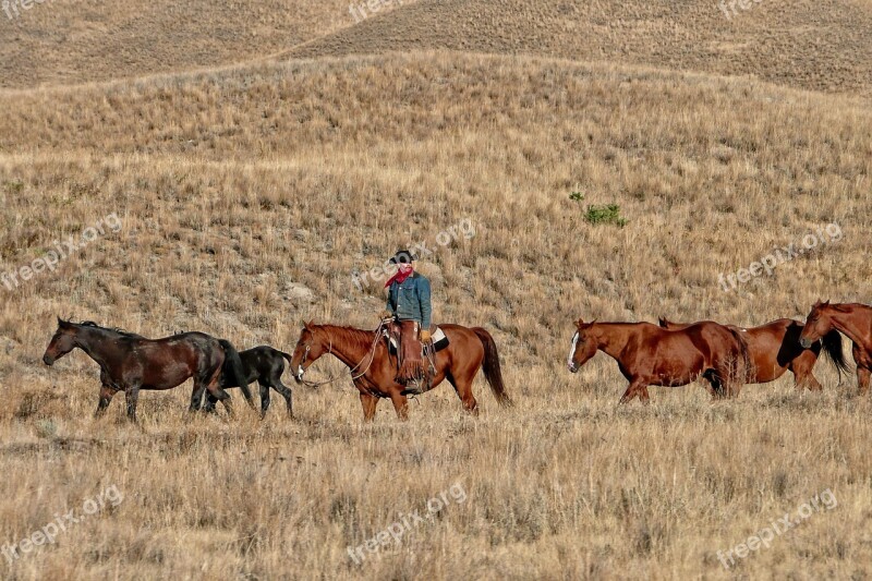 Cowboy Ranch Cattle Free Photos