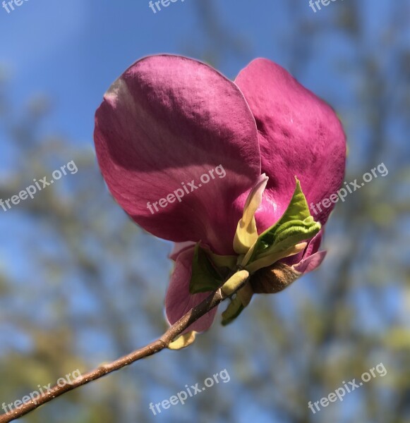 Magnolia Pink Spring Large Magnolia Blossom