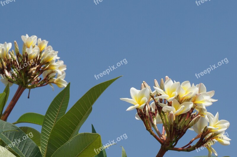 Frangipani Champa Laos White Flowers Aroma Sky