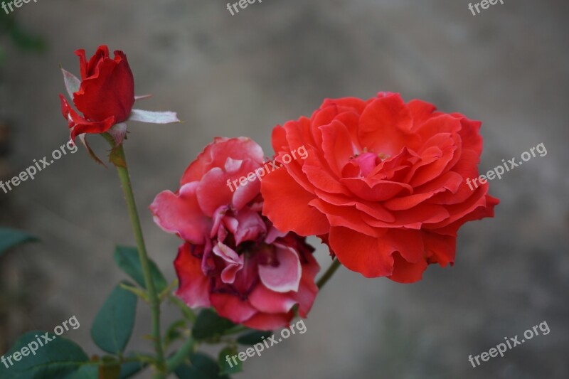 Rose Red Roses Flowers Nature Red