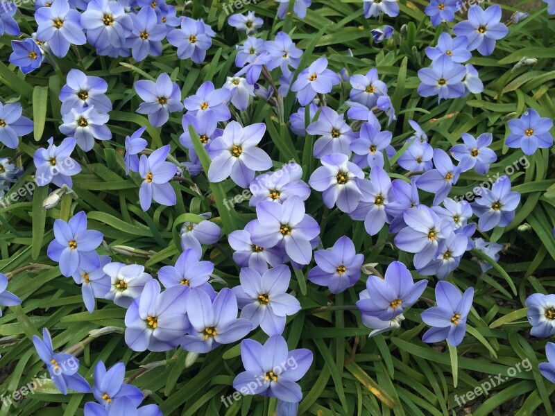 Star Flower Blue Spring Star Flower