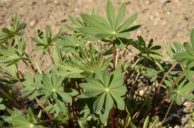 Sprout Lupin Leaves Nature Spring