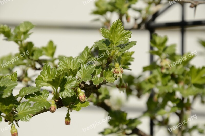 Gooseberry Bloom Spring Garden Green