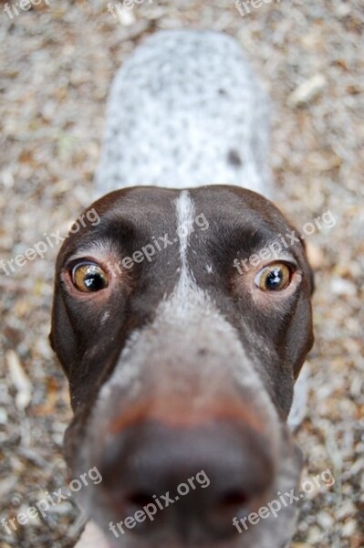 Dog Depth Of Field Animal Pet Cute