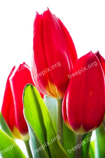 Tulip Flower Spring Red Schnittblume