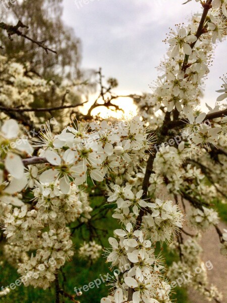 Flowers Spring Weissdorn Branch Full Bloom