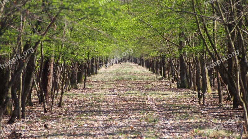 Spring Forest Nature Forest Road Free Photos