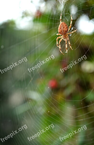 Spider Network Green Insect Nature