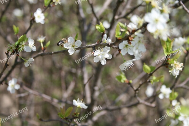 Bee Nature Honey Insect Natural