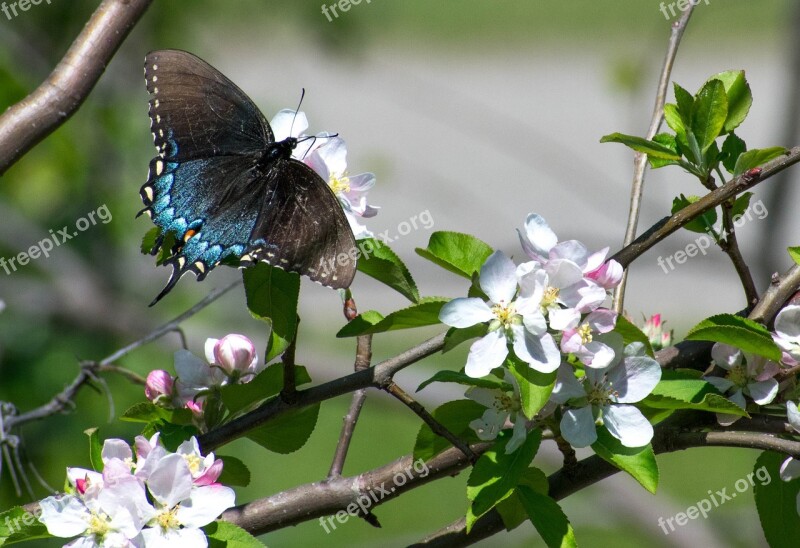 Butterfly Apple Apple Blossom Flower Summer