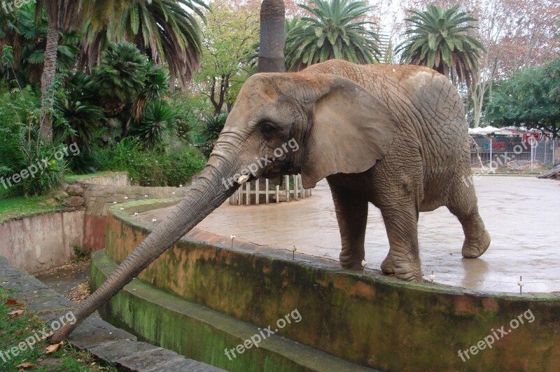 Elephant Mammals Animals Trunk Zoo