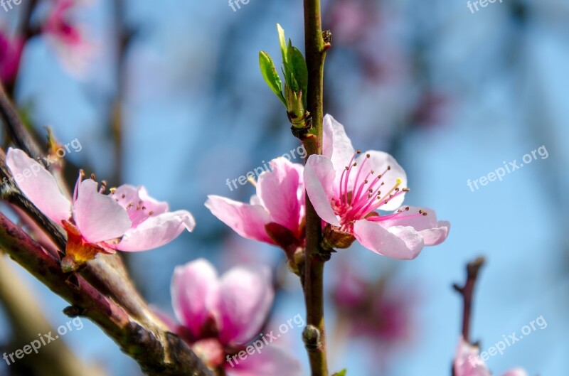 Blossom Cherry Cherry Blossom Spring Pink