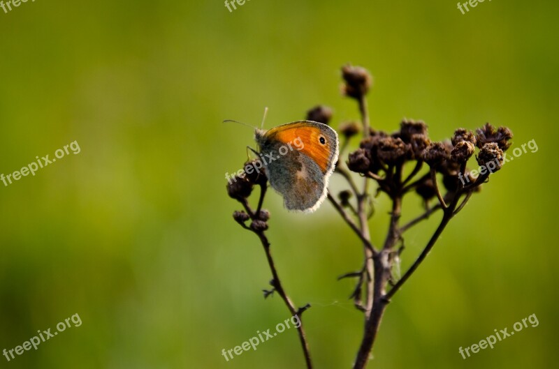 Butterfly Sun Nature Insect Spring