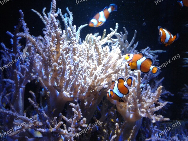 Clown Fish Amphiprioninae Fish Coral Free Photos