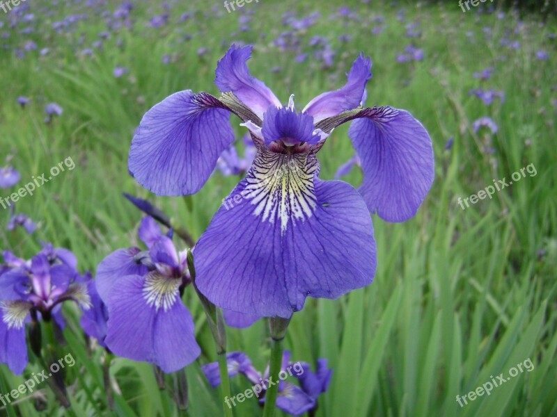 Alaska Iris Fields Purple Flower