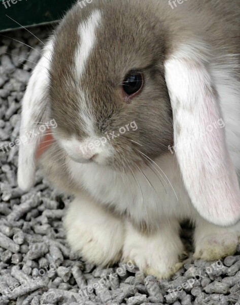 Animal Rabbit Cute Small Bunny