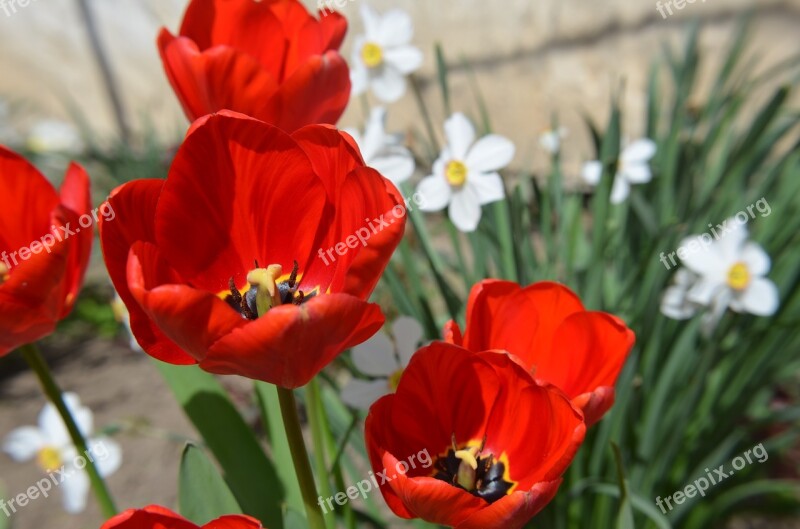 Red Tulip Spring Flower Plants