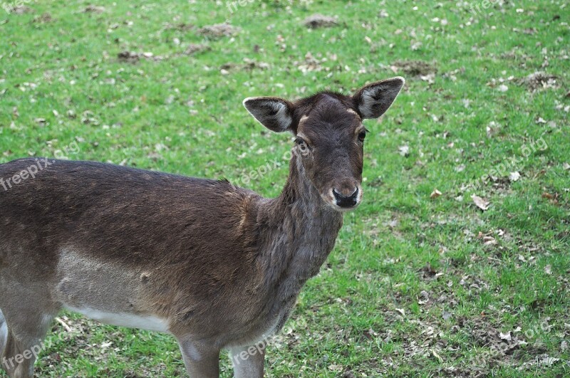 Roe Deer Wild Animal Doe Young Deer