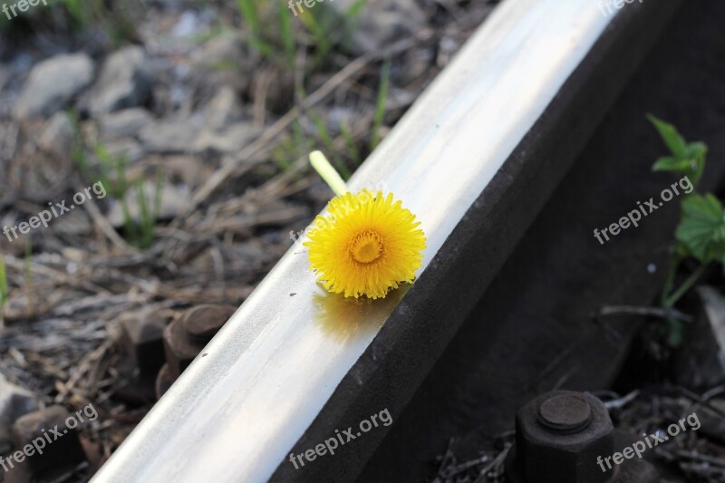 Railway Flower Dandelion Remembering Lost Love