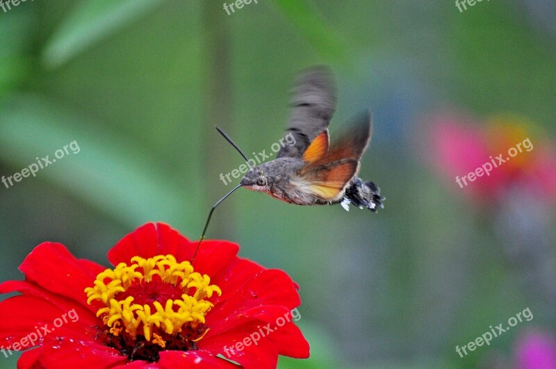 Insect Moth The Hummingbird Hawk-purple Free Photos