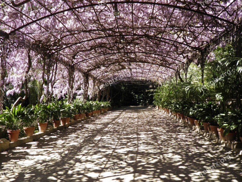 Wisteria Malaga Botanical Garden Pergola Wedding