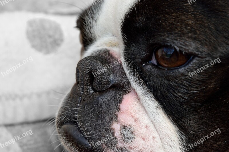 Dog Detail Snout Fatigue Boston Terrier