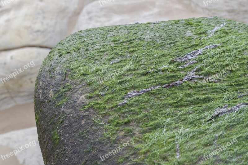 Seaweed Beach Marine Coast Seaside