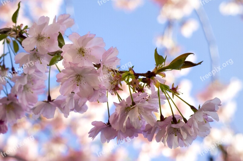 Tree Blossoms Cherry Blossoms Spring Bloom Pink