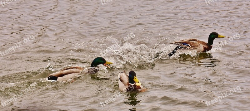 Chase Ducks Mallards Water Bird Duck Bird