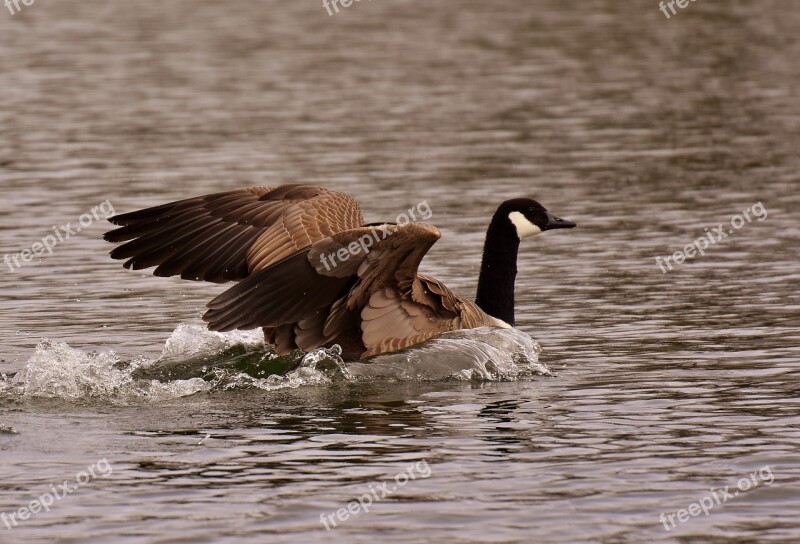 Wild Goose Landing Water Bird Nature