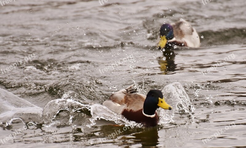 Chase Ducks Mallards Water Bird Duck Bird