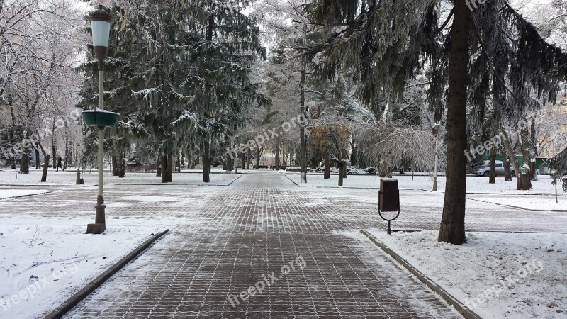 Winter Stavropol Spruce Free Photos