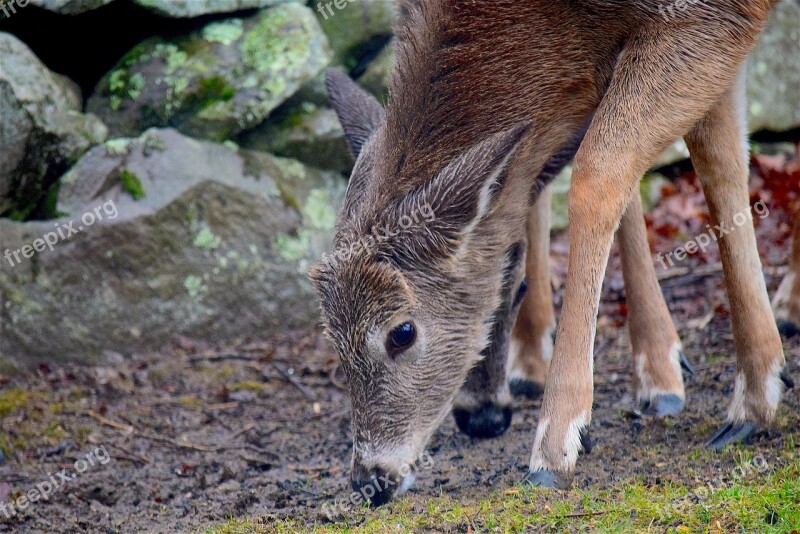 Deer Wet Cute Nature Animal