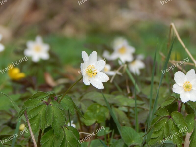 Spring Blossom Bloom White Flower