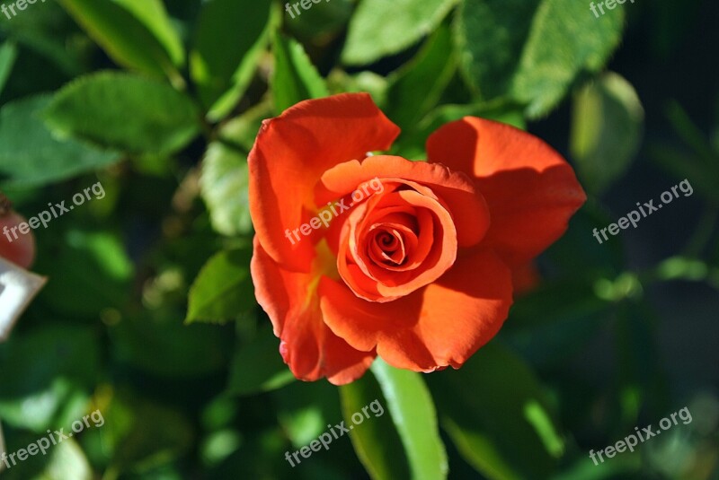 Rose Orange Rose Nature Flowers Rose Petals