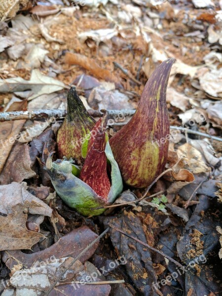 Spring Nature Sprouting Skunk Cabbage Free Photos