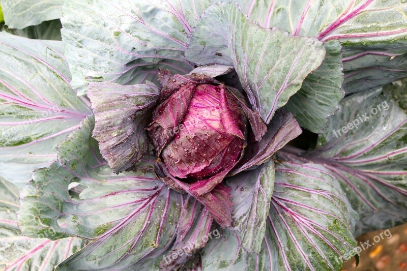 Cabbage Vegetable Food Healthy Fresh