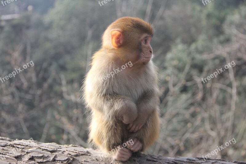 Monkey Zhangjiajie Animal Free Photos