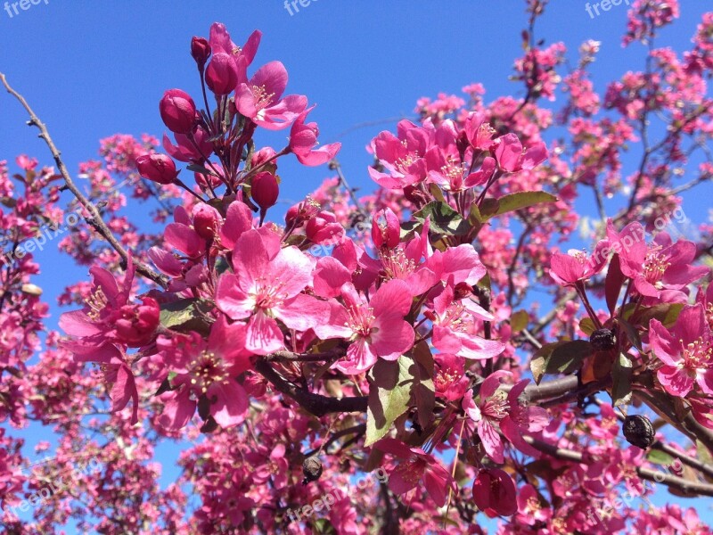 Dogwood Flowering Tree Tree Pink Bloom