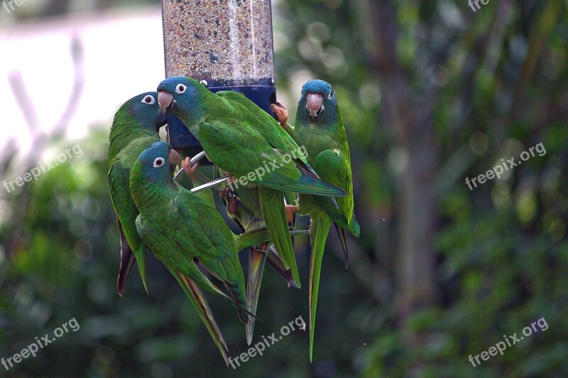 Parrot Bird Feeder Free Photos