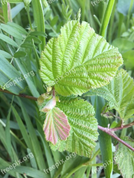 Hazelnut Leaves Spring Green Leaf Plant