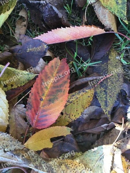 Earth Day Autumn Leaves Environment Forest Floor Ecology