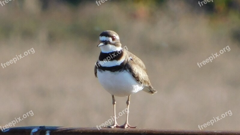 Bird Snowy Plover Shorebird Free Photos